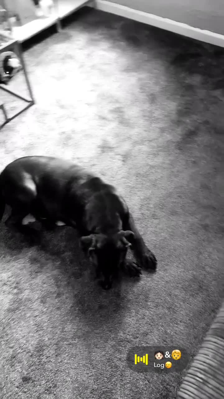 Cane Corso dogs for sale: Cane corso puppies - Video 1