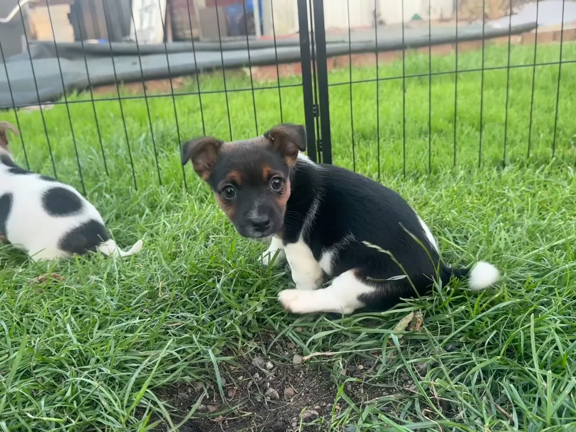Jack Russell dogs for sale: Jack russel puppies - Video 1