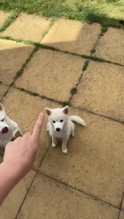 Pomsky dogs for sale: Vergil - Video 2