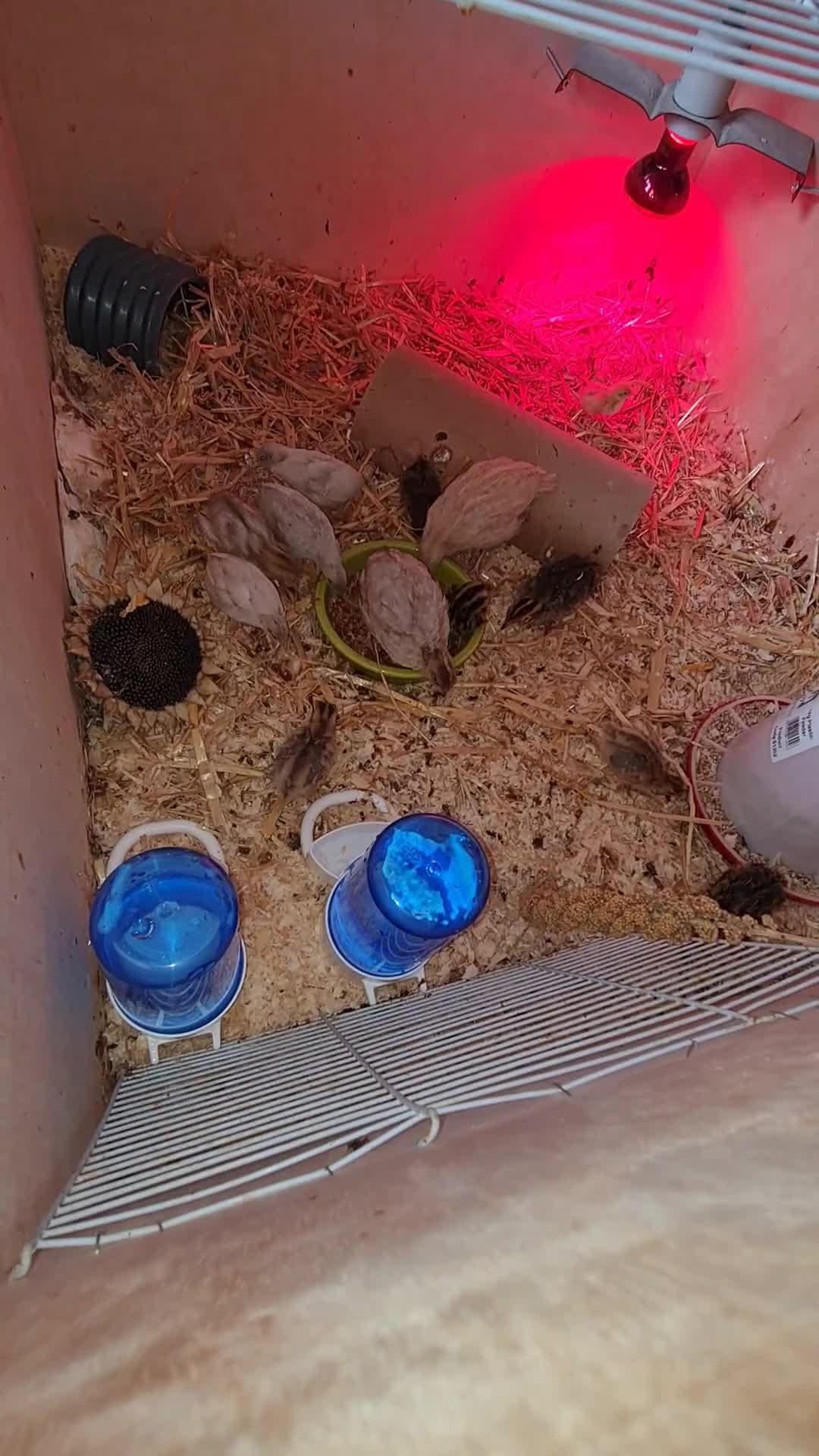 Quail poultry for sale: UPDATED VIDEOS - Mixed Quail - Buttons & Japanese  in Scunthorpe - Video 1