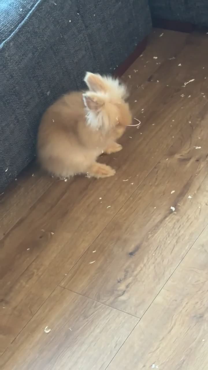 Lionhead rabbits for sale: Rabbit with full set up for sale  in Rochdale - Video 1
