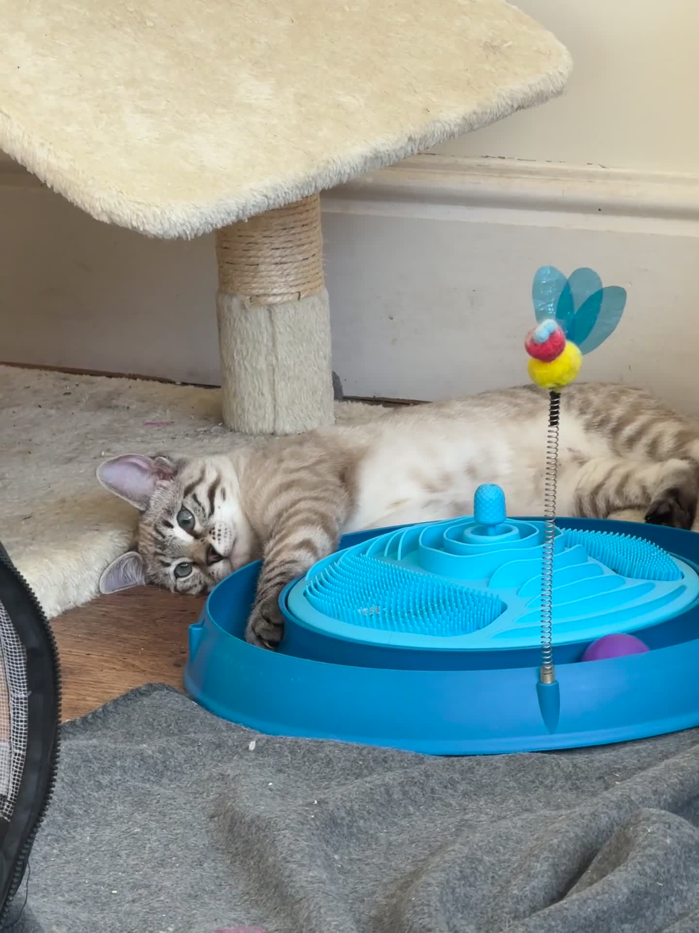 Ragdoll cats for sale: Ragdoll cross tabby in Carlisle - Video 1