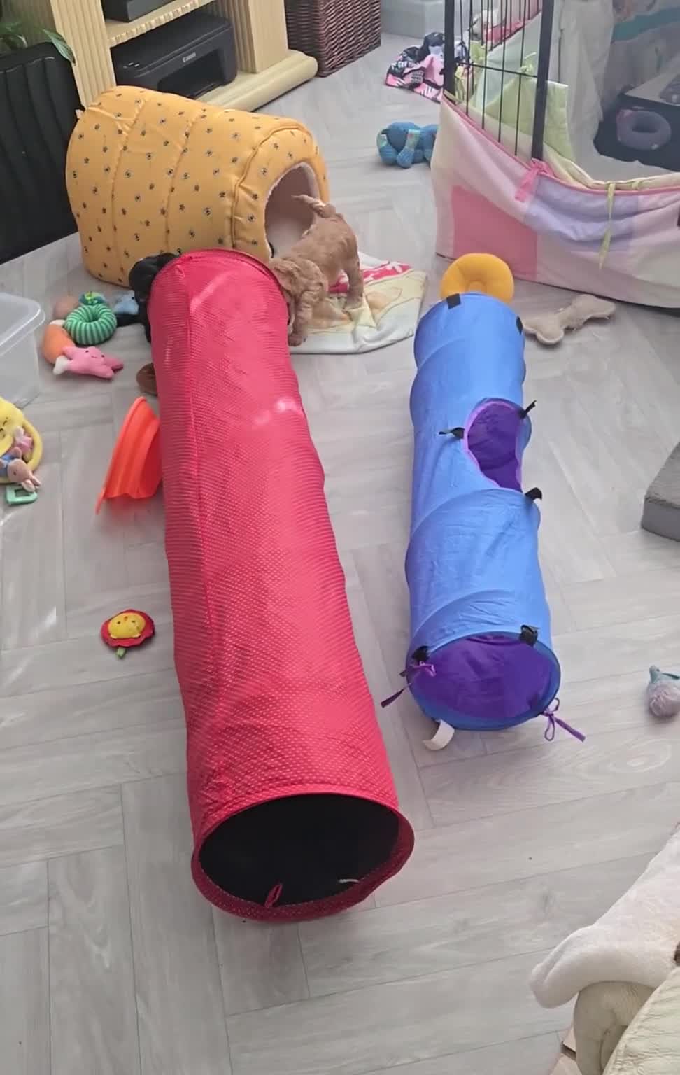 Cavapoo dogs for sale: Teddy bear F1 caverpoos  - Video 1