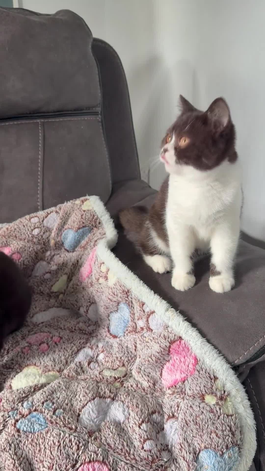 British Shorthair cats for sale: BSH GCCF Active Registered champion lines - Video 2