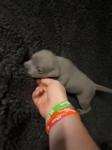 Staffordshire Bull Terrier dogs for sale: Pedigree Staffordshire bull terrier pups  - Video 1