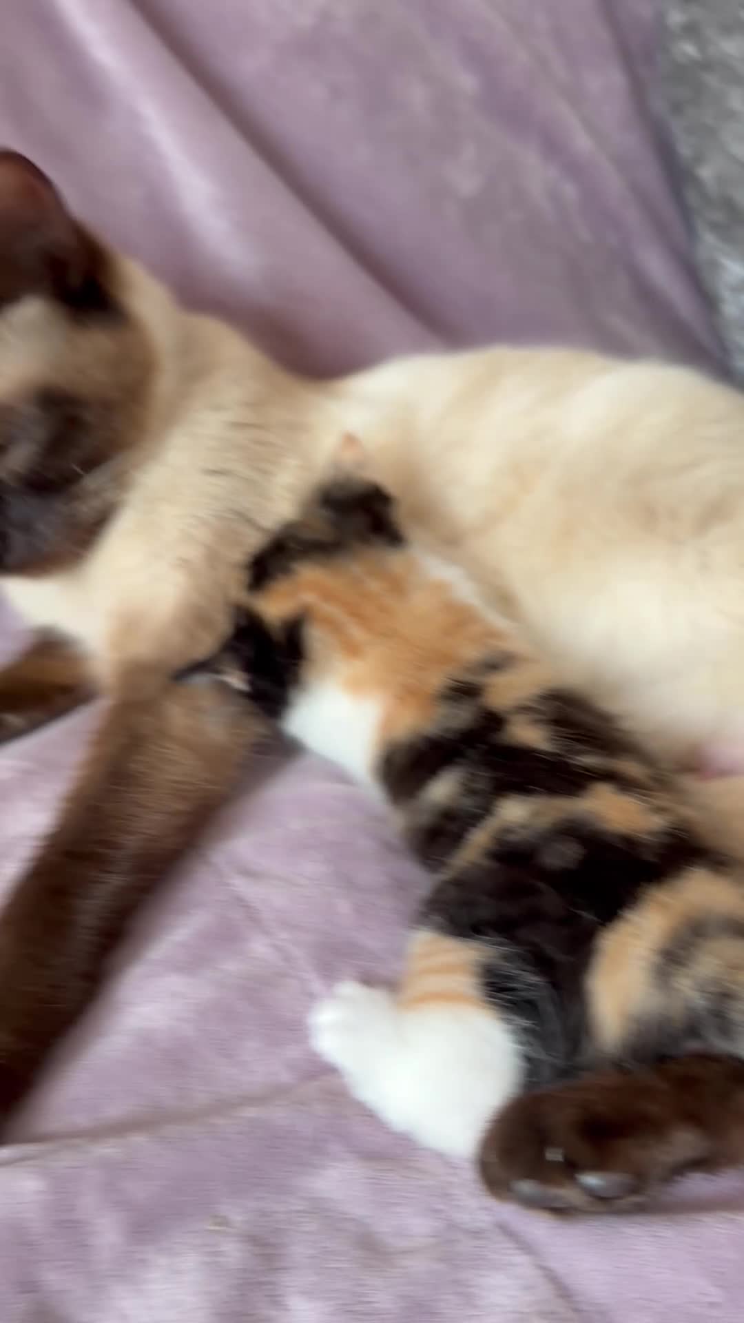Mixed Breed cats for sale: Calico Beautiful-Mum Siamese Dad Ragdoll Bengal  - Video 1
