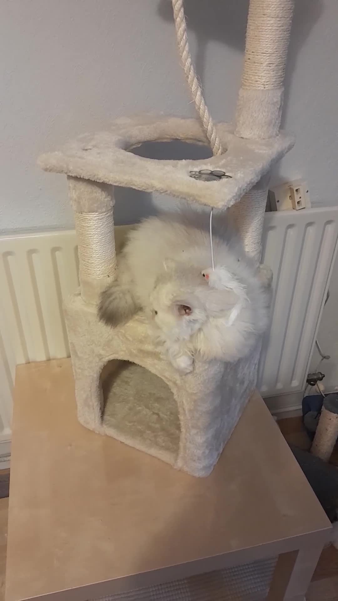 Persian cats for sale: ♦🍒White tipped Persian kittens ready now - Video 1