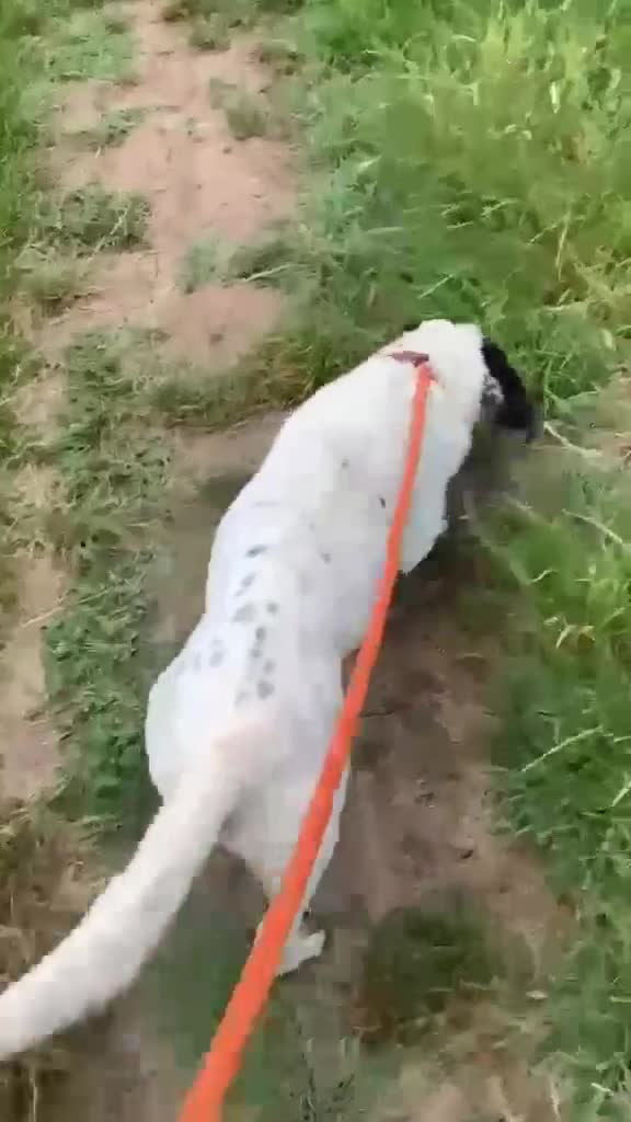 Mixed Breed dogs for adoption: Staffie wannabe OTTO, AVAILABLE FOR ADOPTION - Video 2