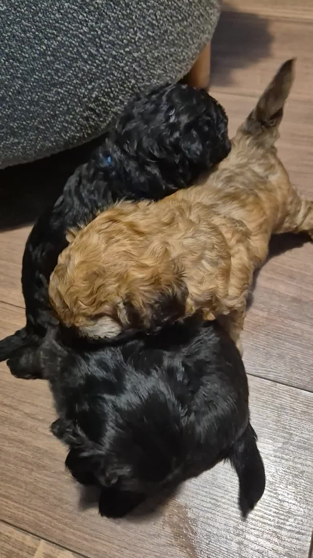 Cockapoo dogs for sale: 4 beautiful cockerpoo pups    - Video 3