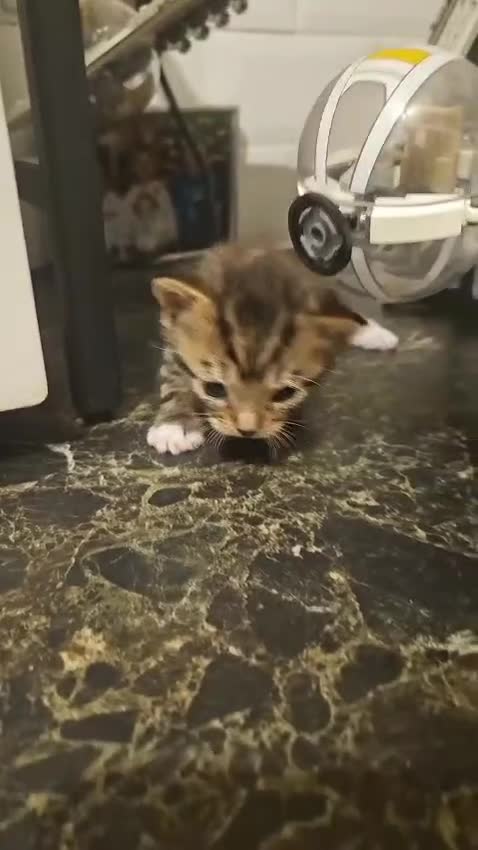 British Shorthair cats for sale: British Shorthair cross kittens Tabby Black/white - Video 5