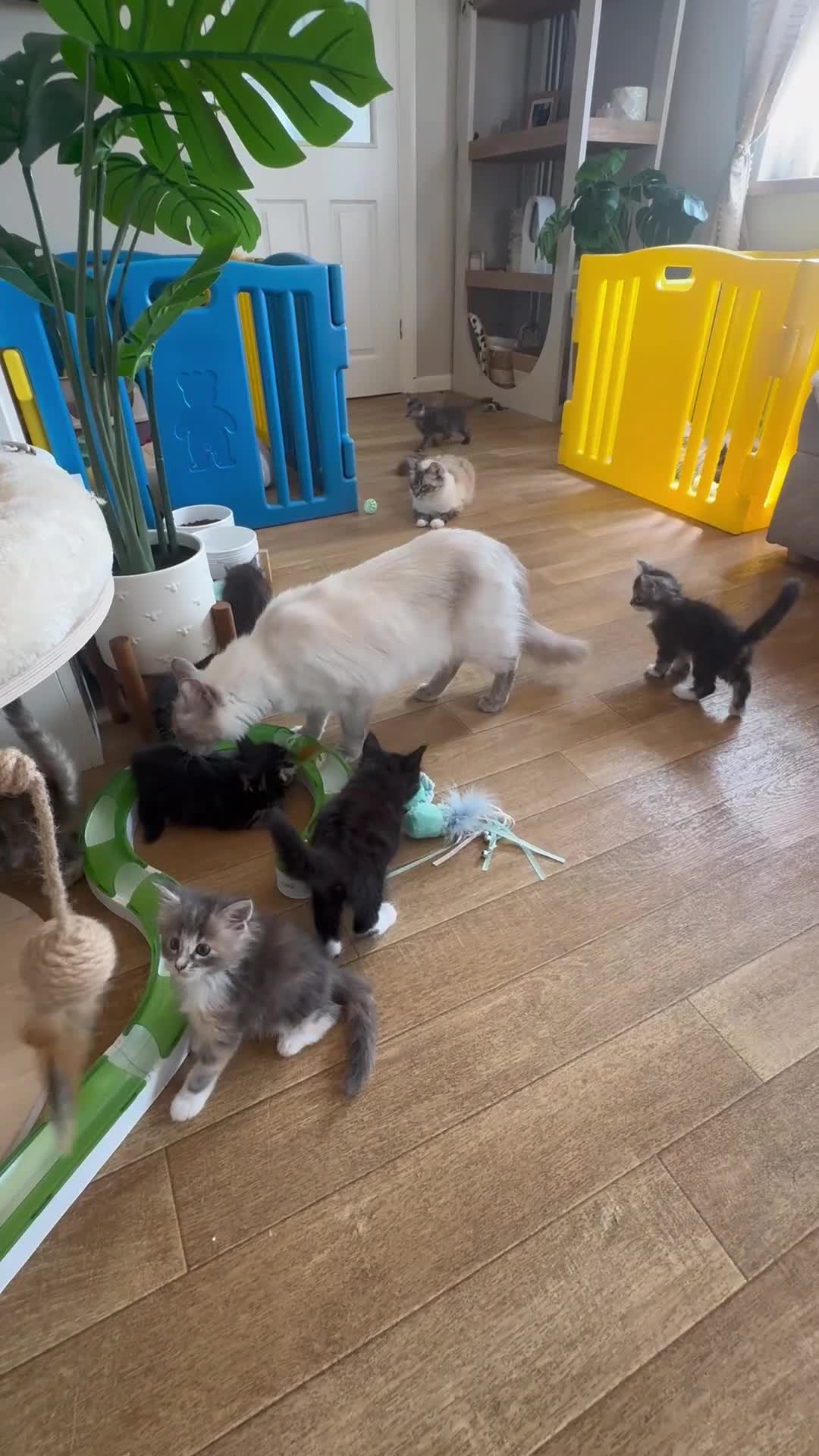 Ragcoon cats for sale: 8 gorgeous Mainecoon x ragdoll babies  - Video 2