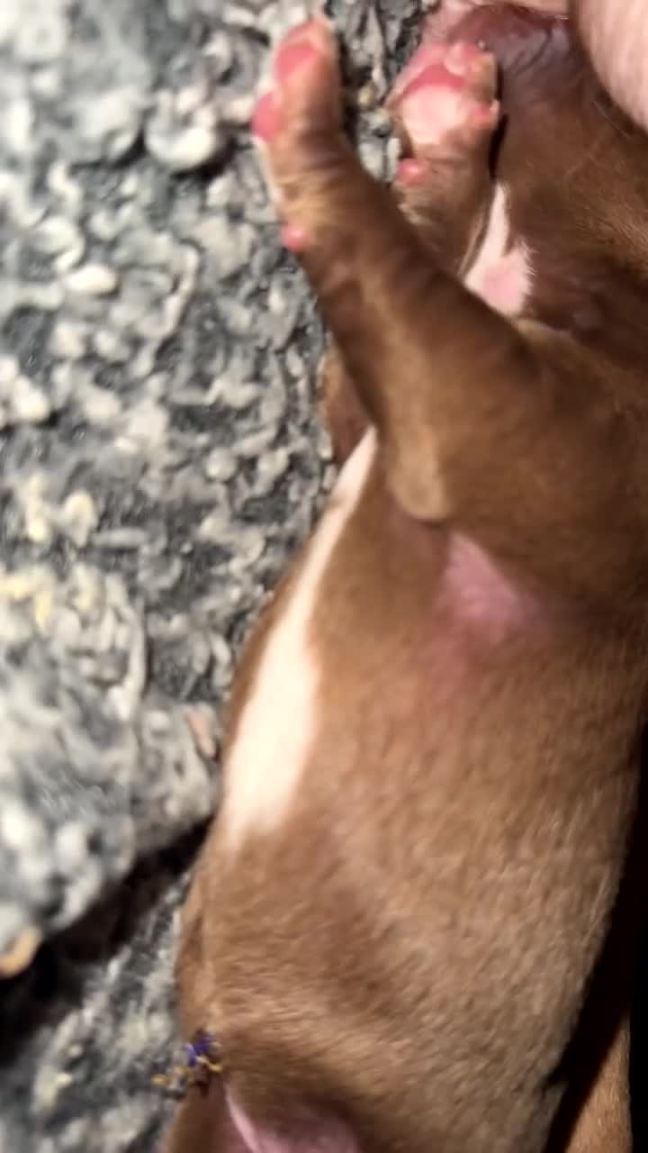 Mixed Breed dogs for sale: American bulldog cross Labrador  - Video 5