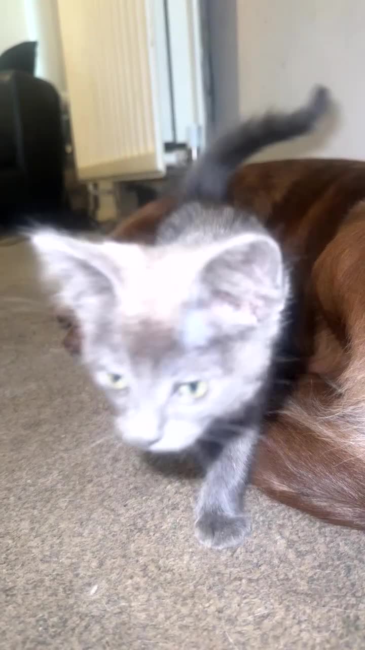 Munchkin cats for sale: Beautiful grey munchkin kitten  - Video 1