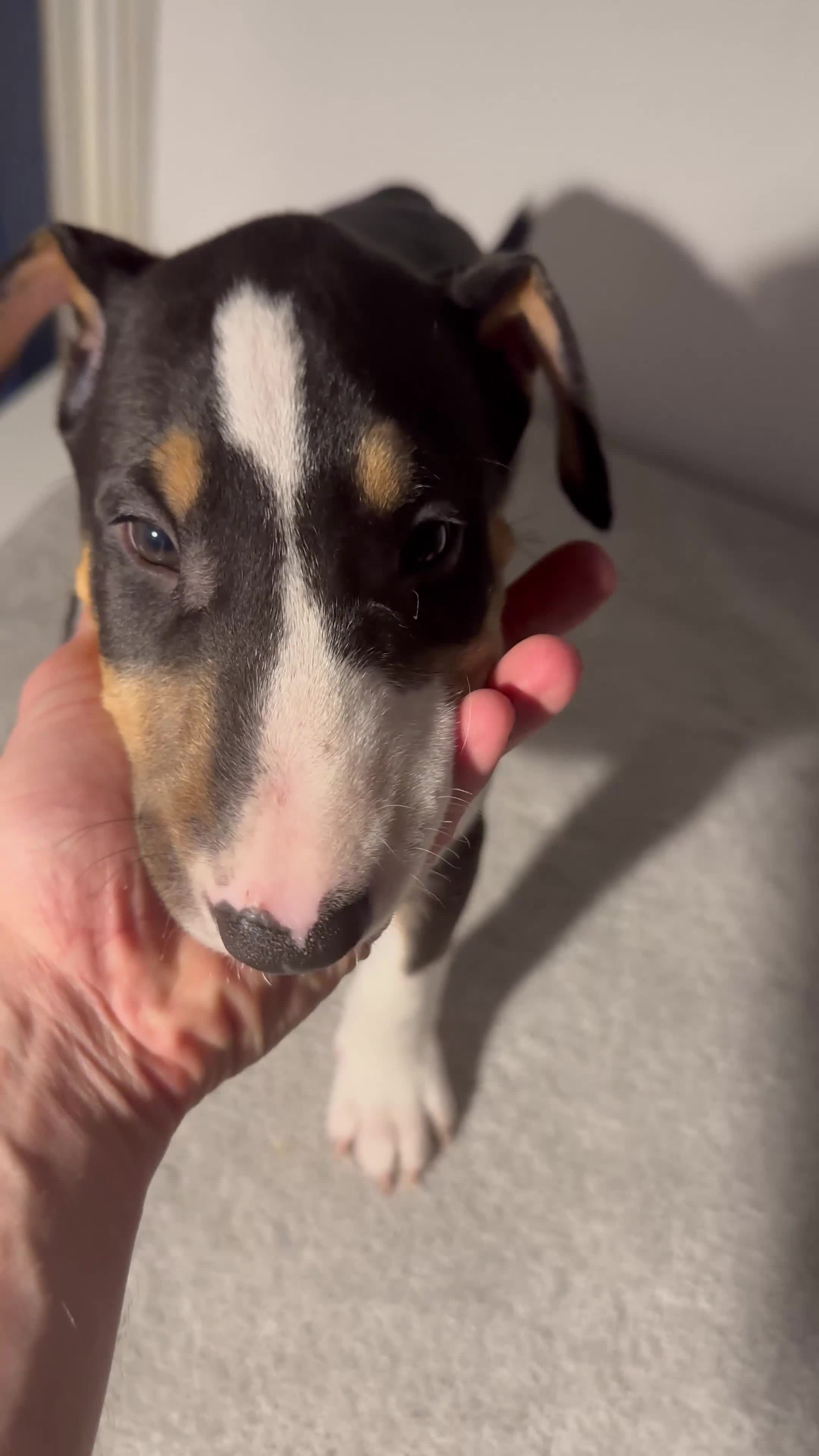English Bull Terrier dogs for sale: QUALITY BULL TERRIER PUPPIES ❗️❗️ - Video 3