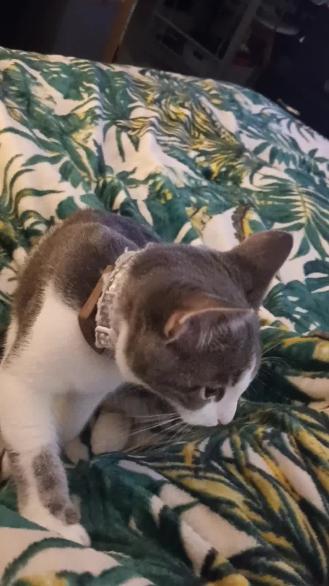 British Shorthair cats for sale: Bluebell is looking for a forever home - Video 1