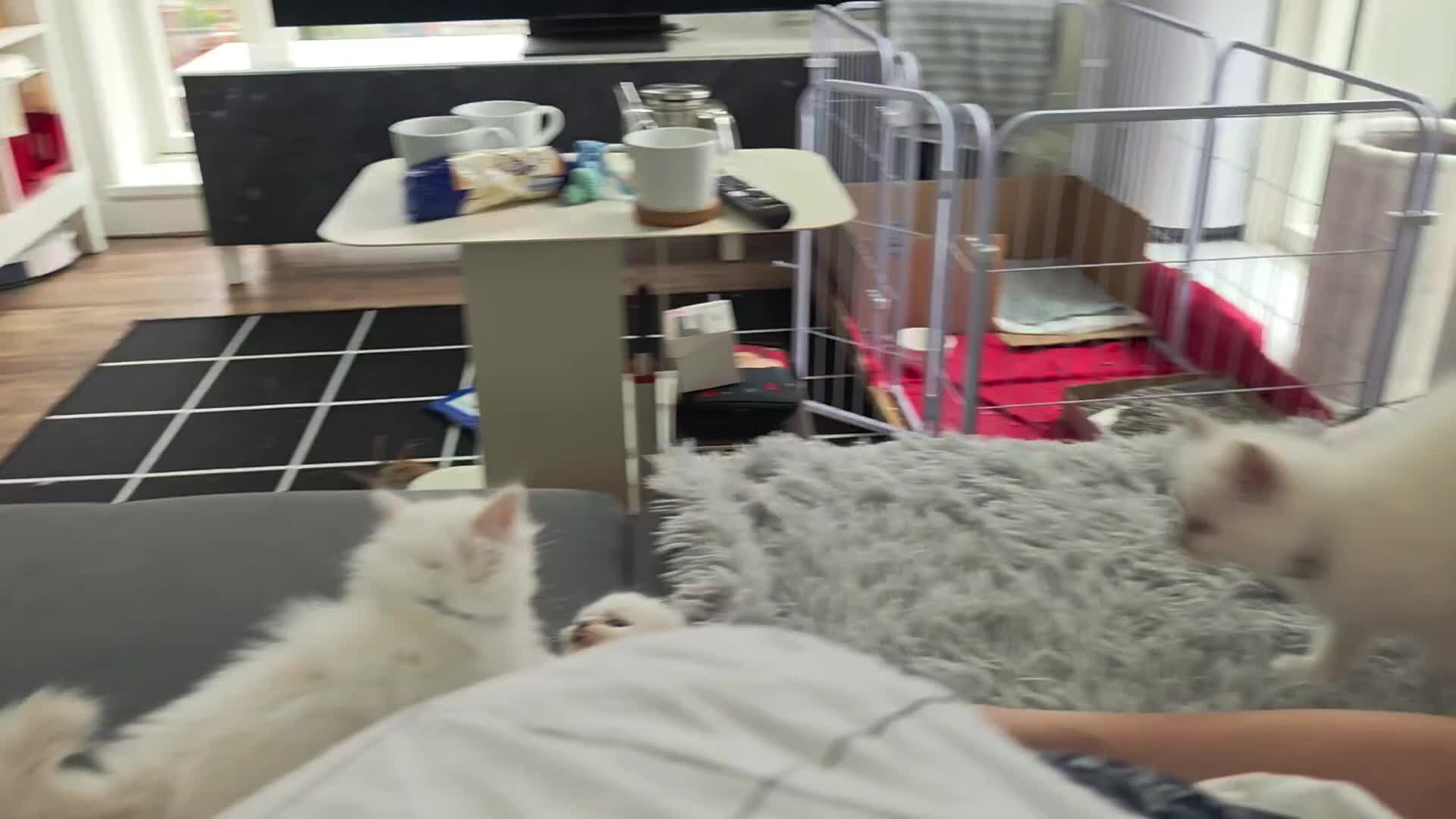 Ragdoll cats for sale: Ready Pedigree Lilac (Rare) Ragdoll Kittens - Video 1