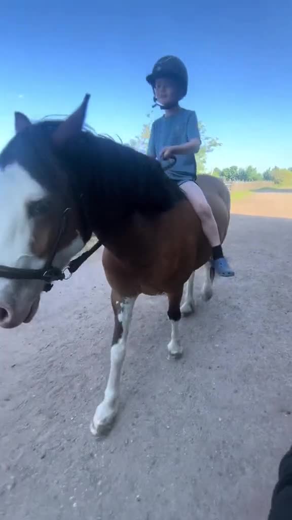 Welsh Section C horses for sale: godebog ulrika 14.2 - Video 2