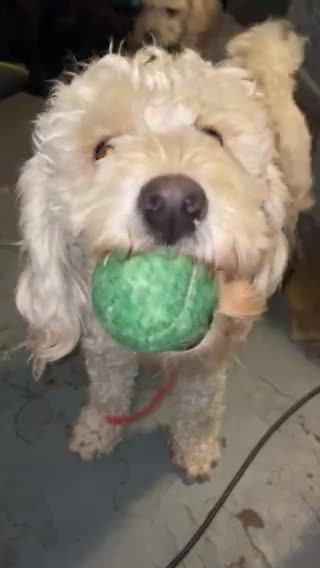 Cockapoo dogs for stud: Ralf.  in Dunfermline - Video 2