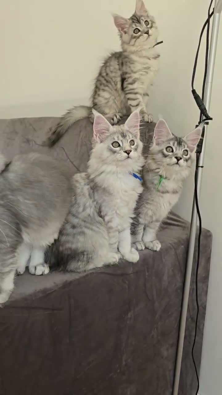 Maine Coon cats for sale: Stunning Silver Shaded Maine Coon kittens - Video 4