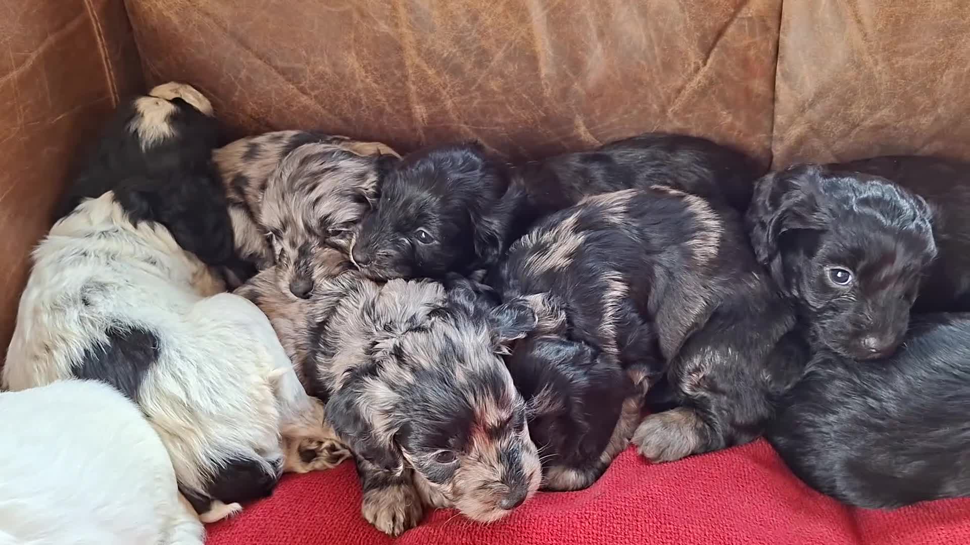 Cockapoo dogs for sale: F1 Cockapoo Pups  - Video 2