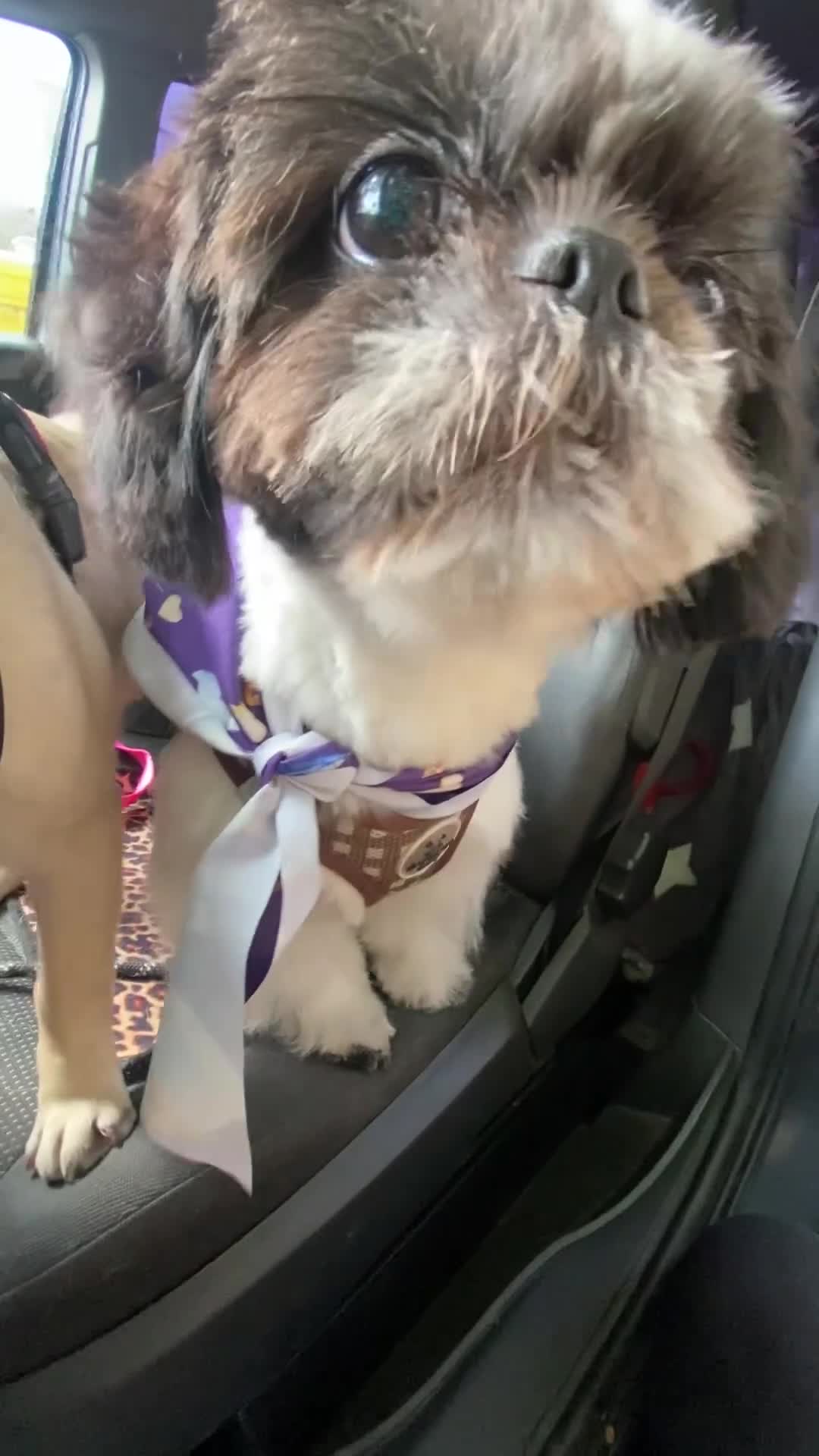 Shih Tzu dogs for sale: Pedigree Shih Tzu boy - Video 1