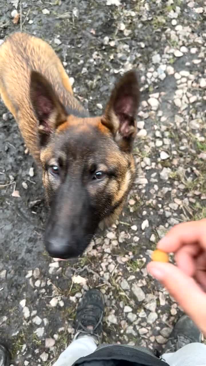 Belgian Shepherd Dog dogs for sale:  7-Month Malinois – Trained Security Prospect - Video 4