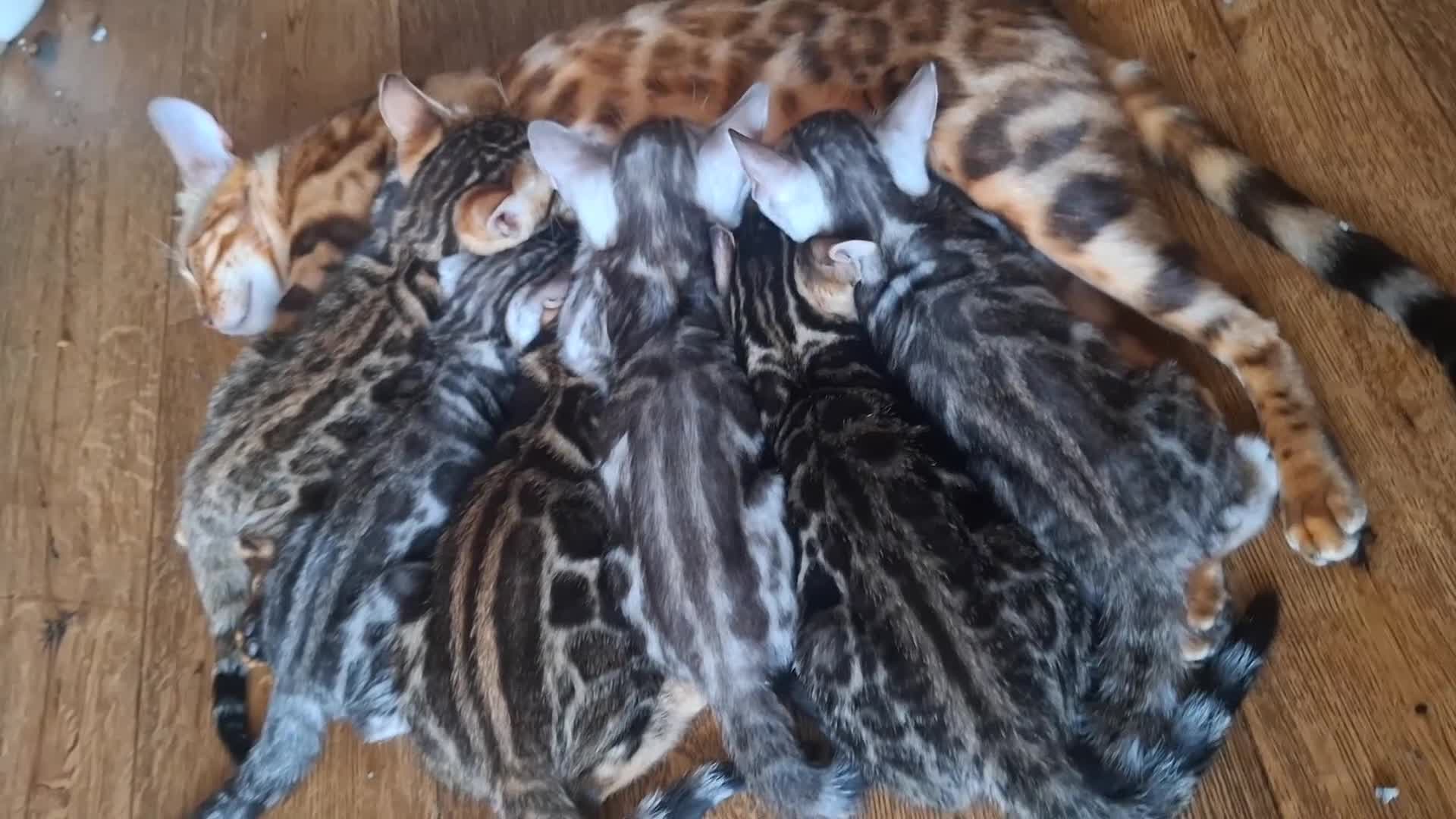 Bengal cats for sale: Stunning Bengal Kittens  - Video 2