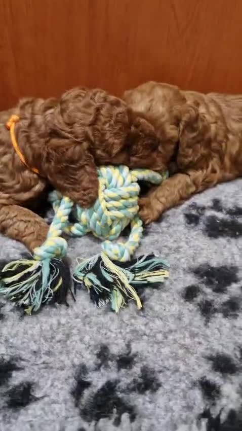 Cockapoo dogs for sale: Cockapoo f1b 5 boys  - Video 2