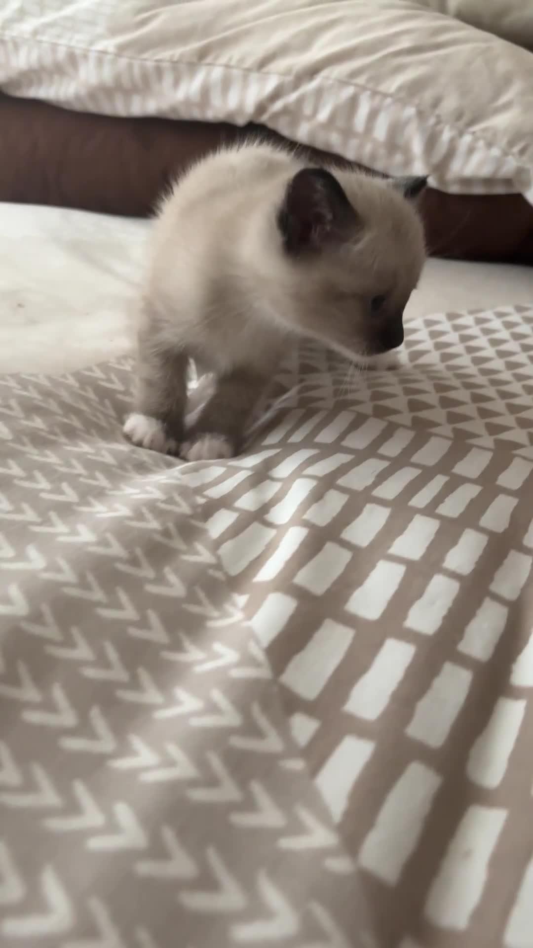 Mixed Breed cats for sale: Amazing female kitten  - Video 2