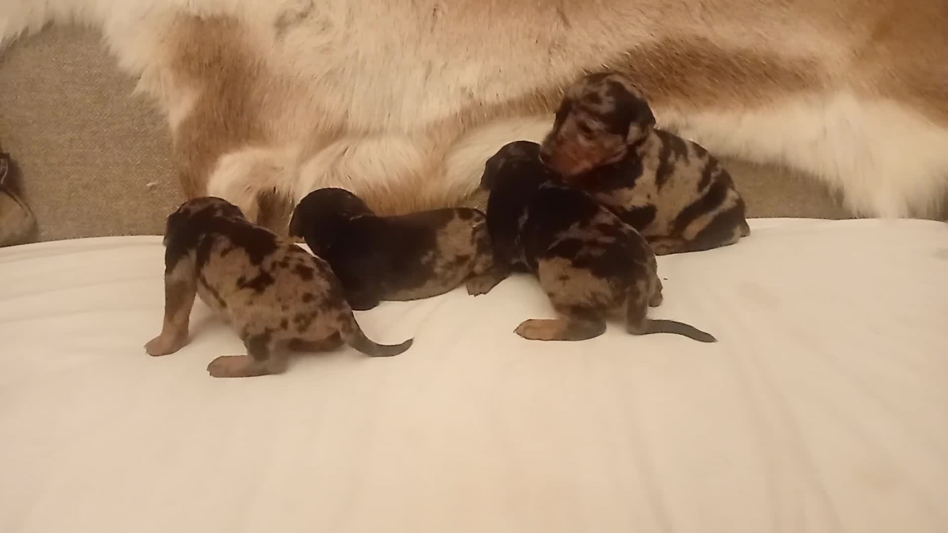 Mixed Breed dogs for sale: Champ KC registered Doberman & Beaceron puppies. - Video 1