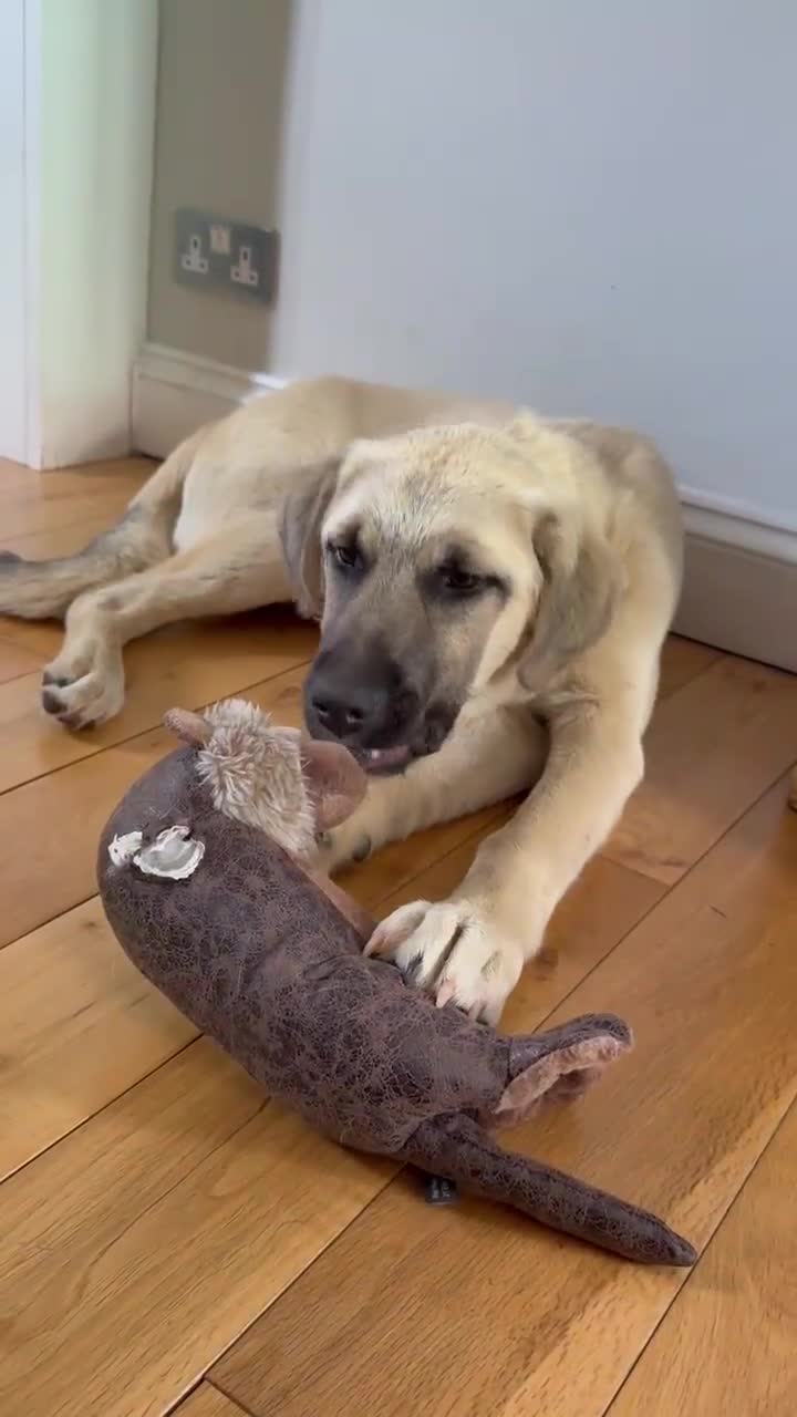 Anatolian Shepherd dogs for adoption: Dobby – Perfect as a Second Dog  in London - Video 1