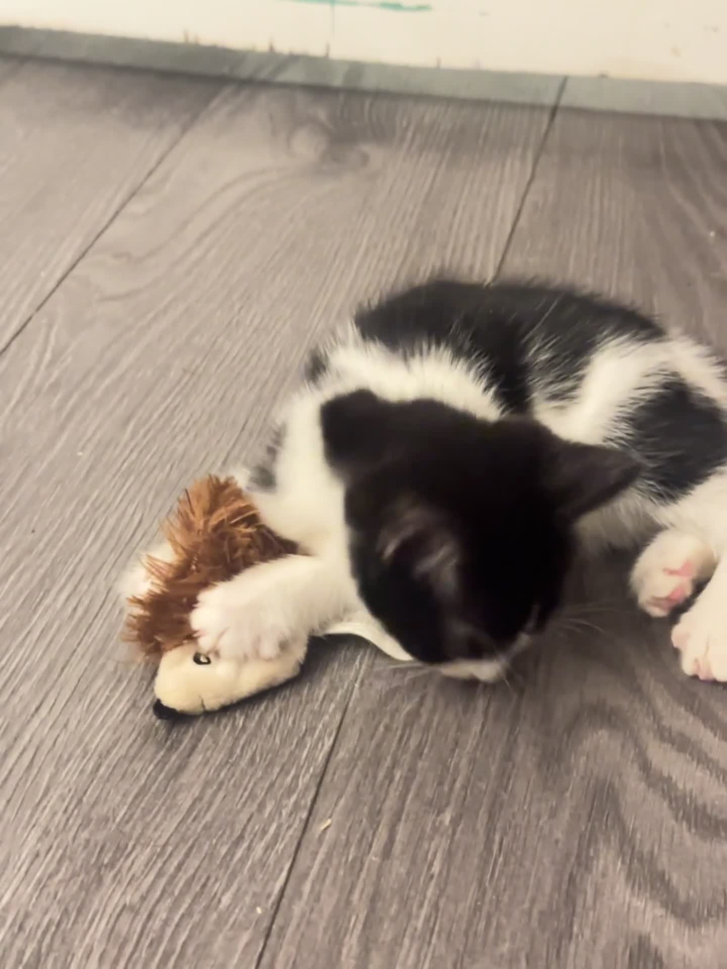 Mixed Breed cats for sale: mixed breed female kitten in need of a home!! - Video 2