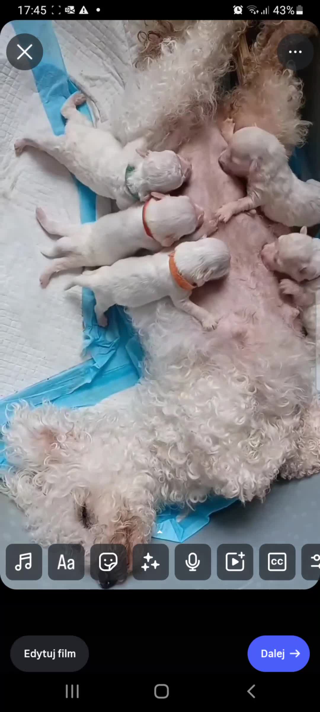 Bichon Frise dogs for sale: GORGEOUS BICHON FRISE❤️ 2 girls 3 boys - Video 2