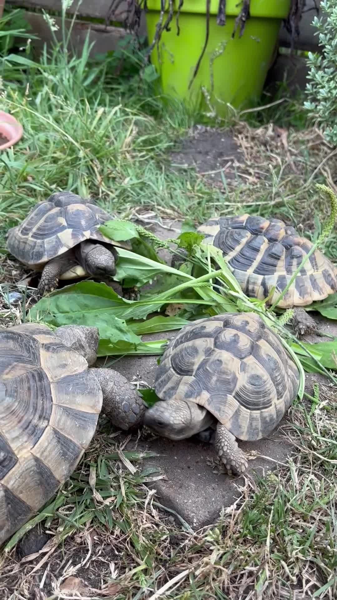 Tortoise reptiles for sale: Hermann's tortoises trio.  2 females and 1 male - Video 1