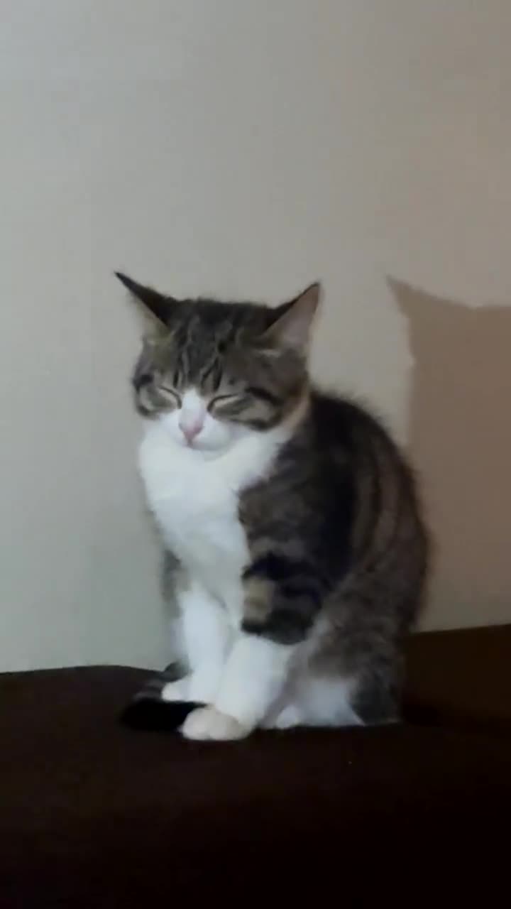 Mixed Breed cats for sale: kitten for sale  - Video 4