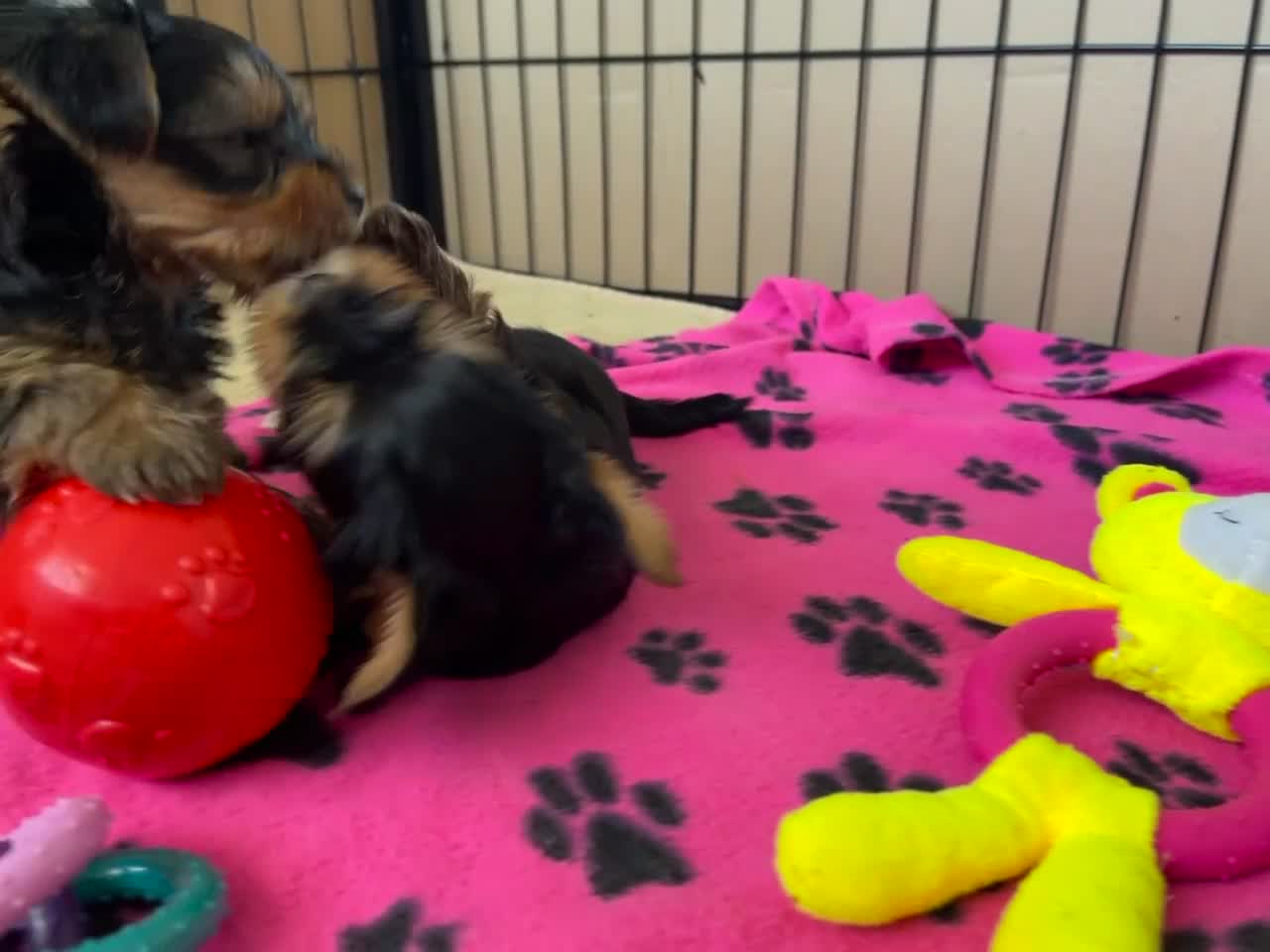 Yorkshire Terrier dogs for sale: Pedigree Yorkshire Puppies - Video 1