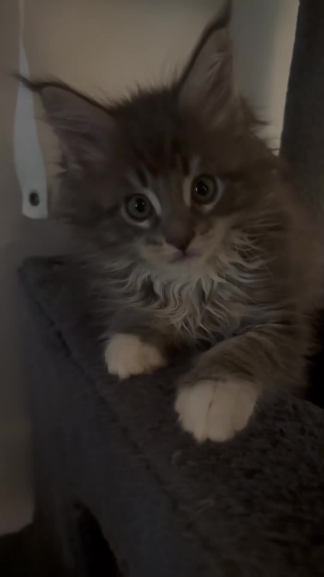 Maine Coon cats for sale: Pedigree fluffy Maine coon kittens (last3 boys) - Video 2