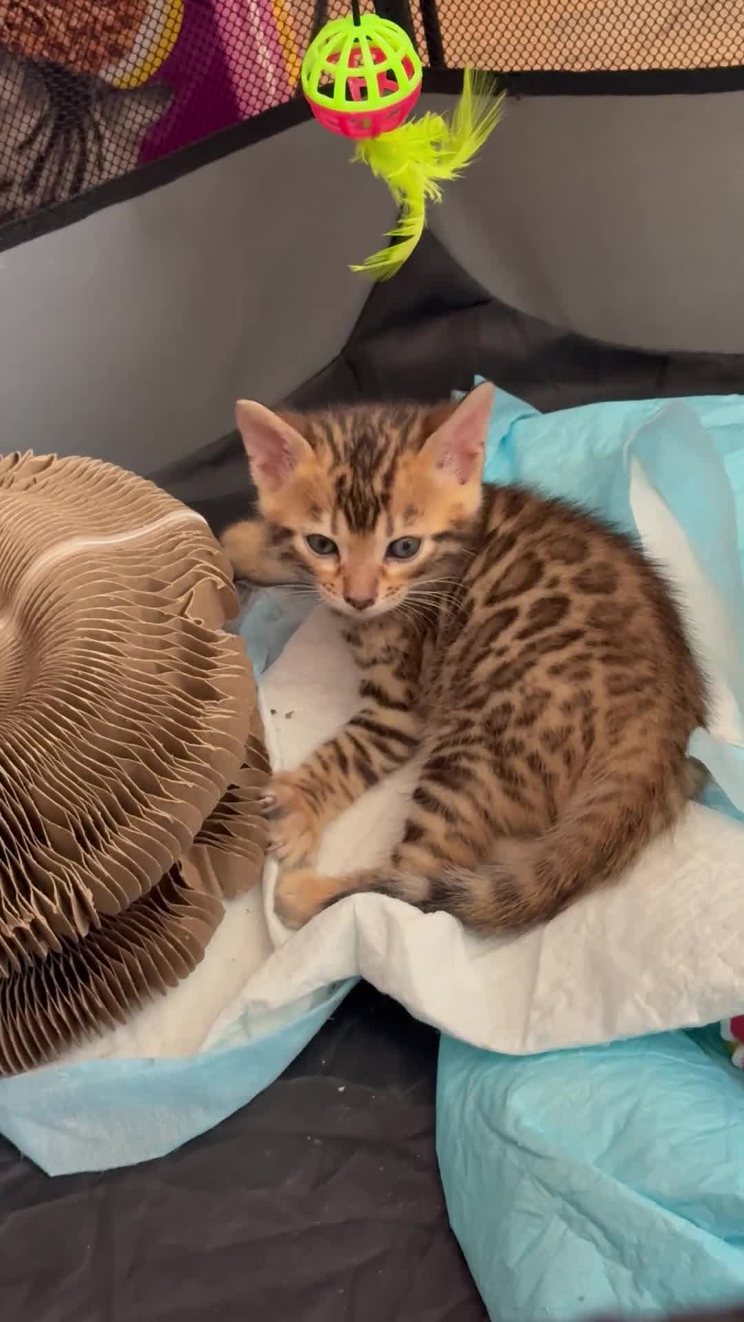 Bengal cats for sale: Beautiful Bengal Kittens – Ready Soon 🐾 - Video 1