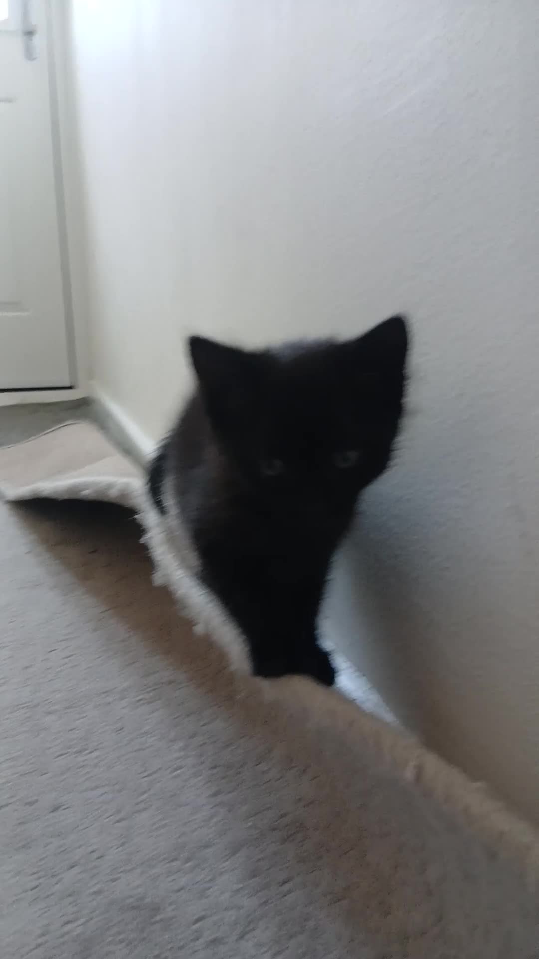 British Shorthair cats for sale: Beautiful black female kitten left - Video 1