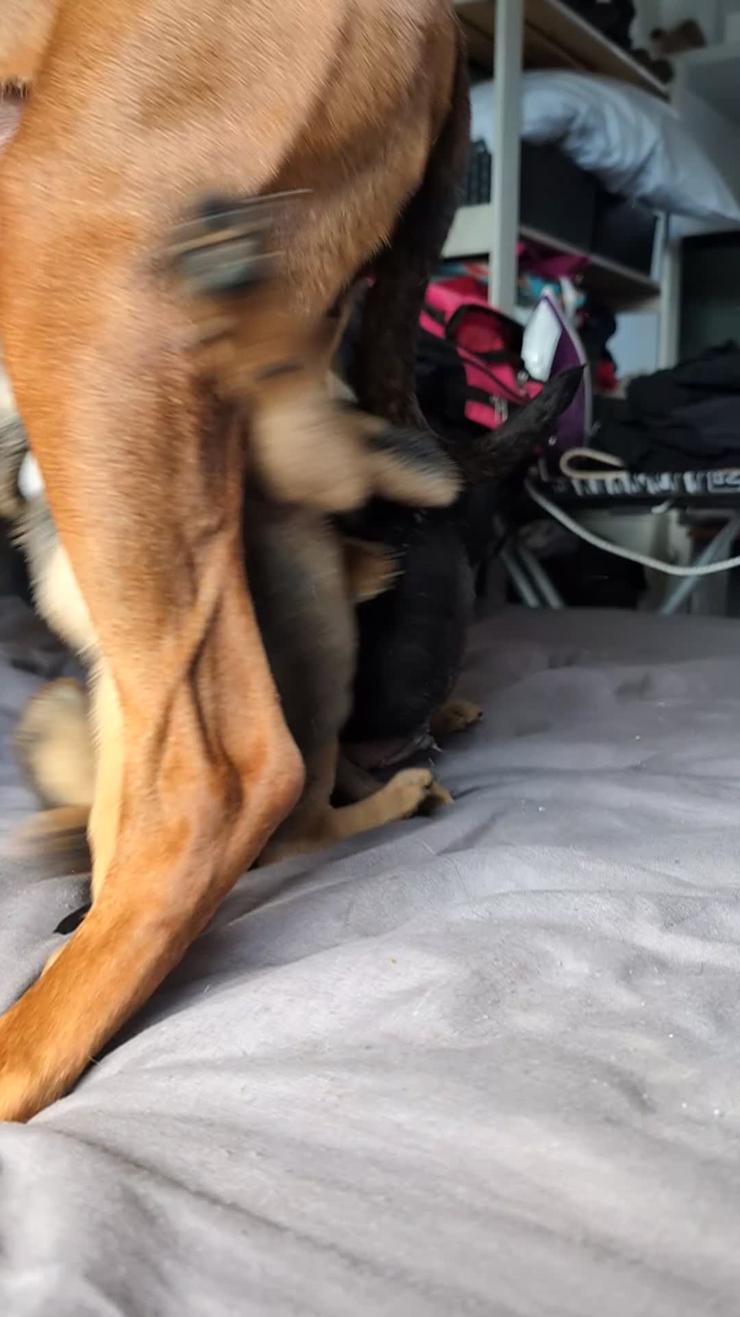 Mixed Breed dogs for sale: Mixed breed shepherds for sale - Video 1