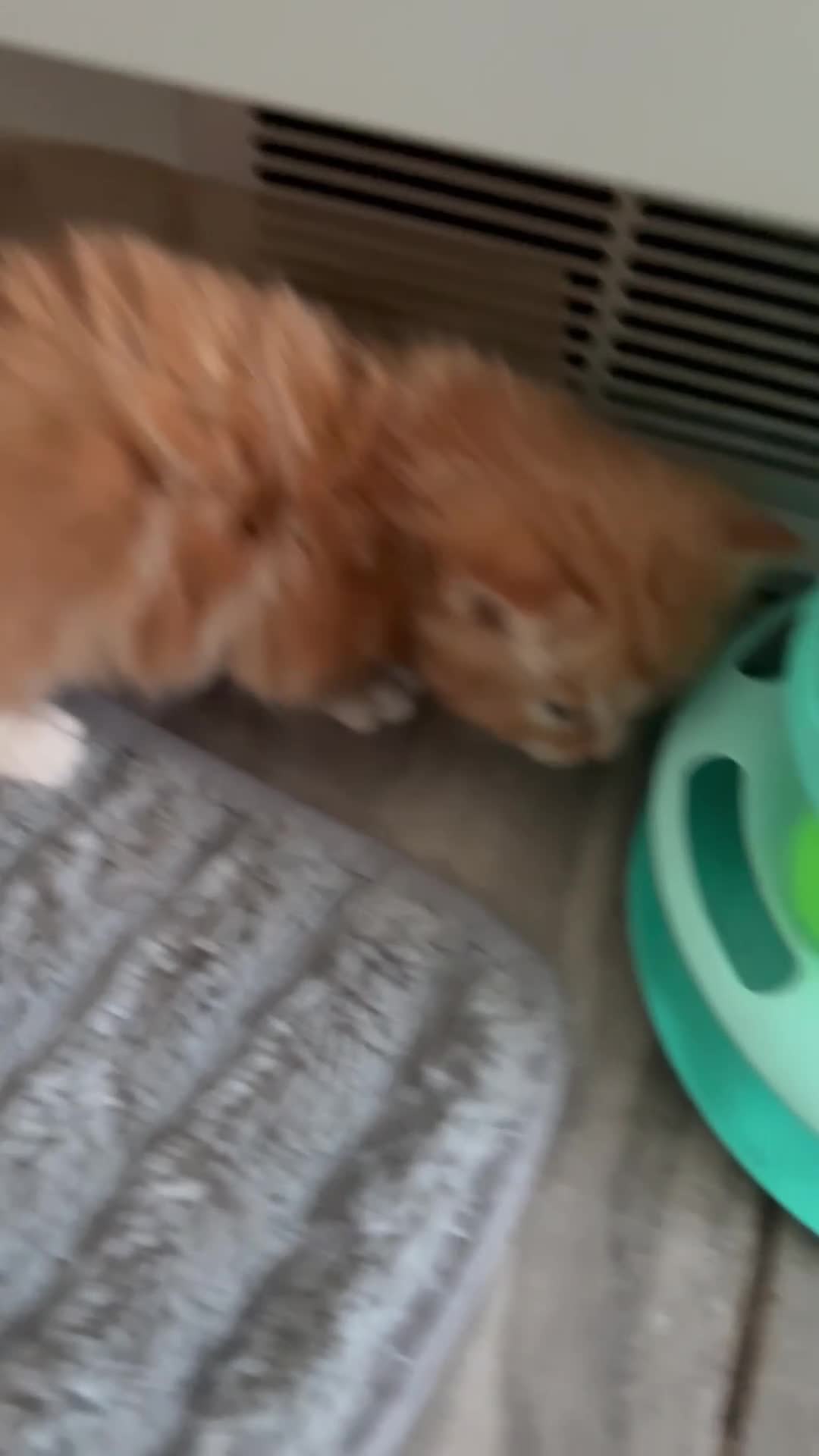 Mixed Breed cats for sale: Beautiful Ragdoll Cross Kittens - Video 1
