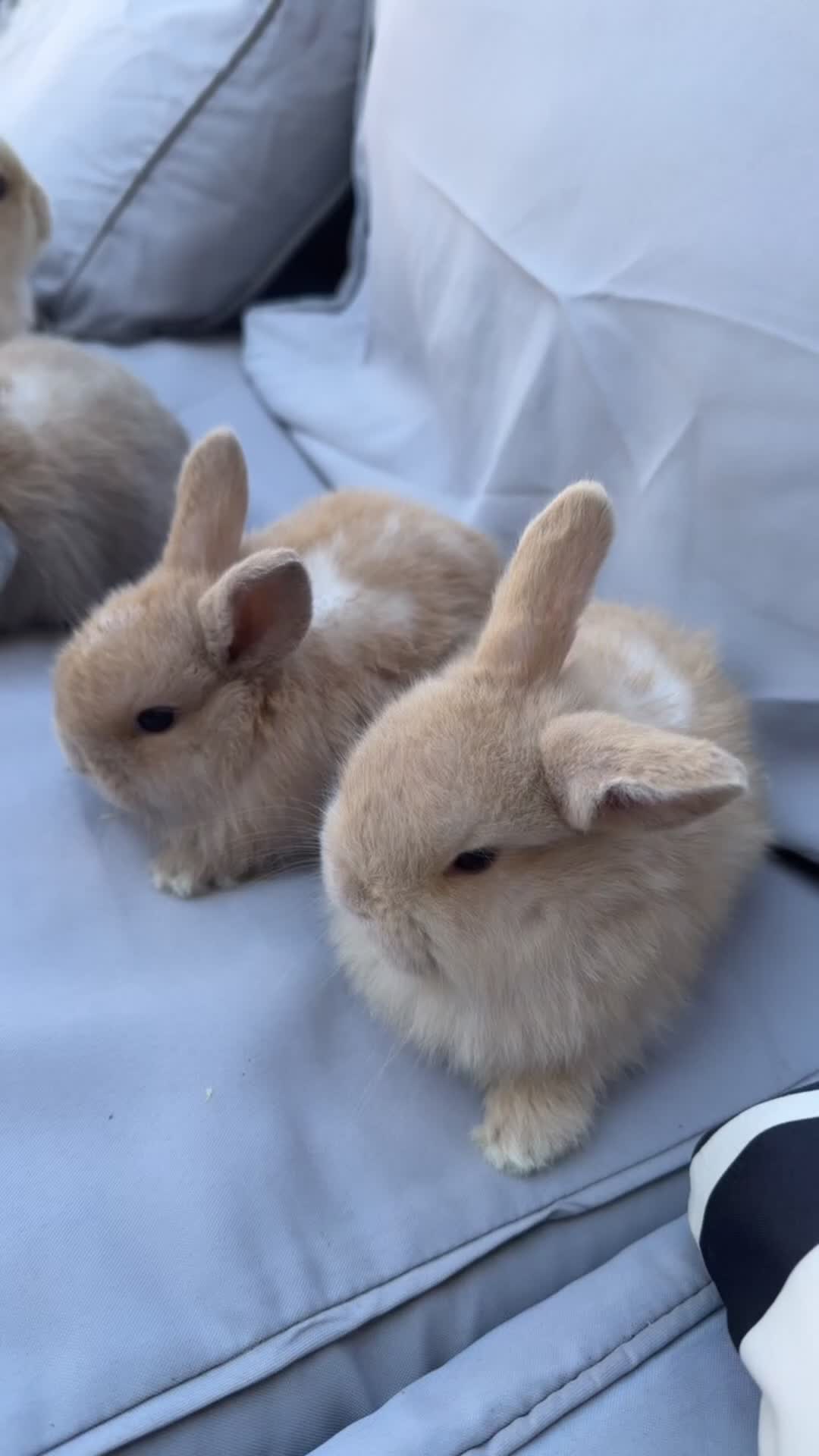Mini Lop rabbits for sale: Mini lop bunnies - Video 1