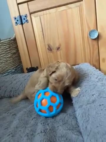 Cockapoo dogs for sale: Beautiful Cockapoo Puppies - Video 3