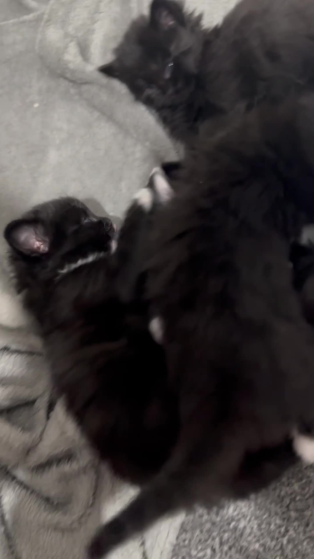 Siberian cats for sale: 5 Siberian Kittens & Mother Cat Available - Video 3