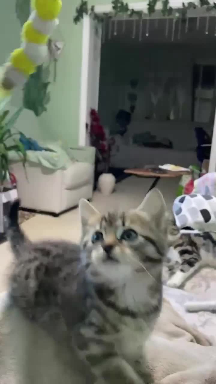Mixed Breed cats for sale: 2 playful friendly kitten for sale - Video 2