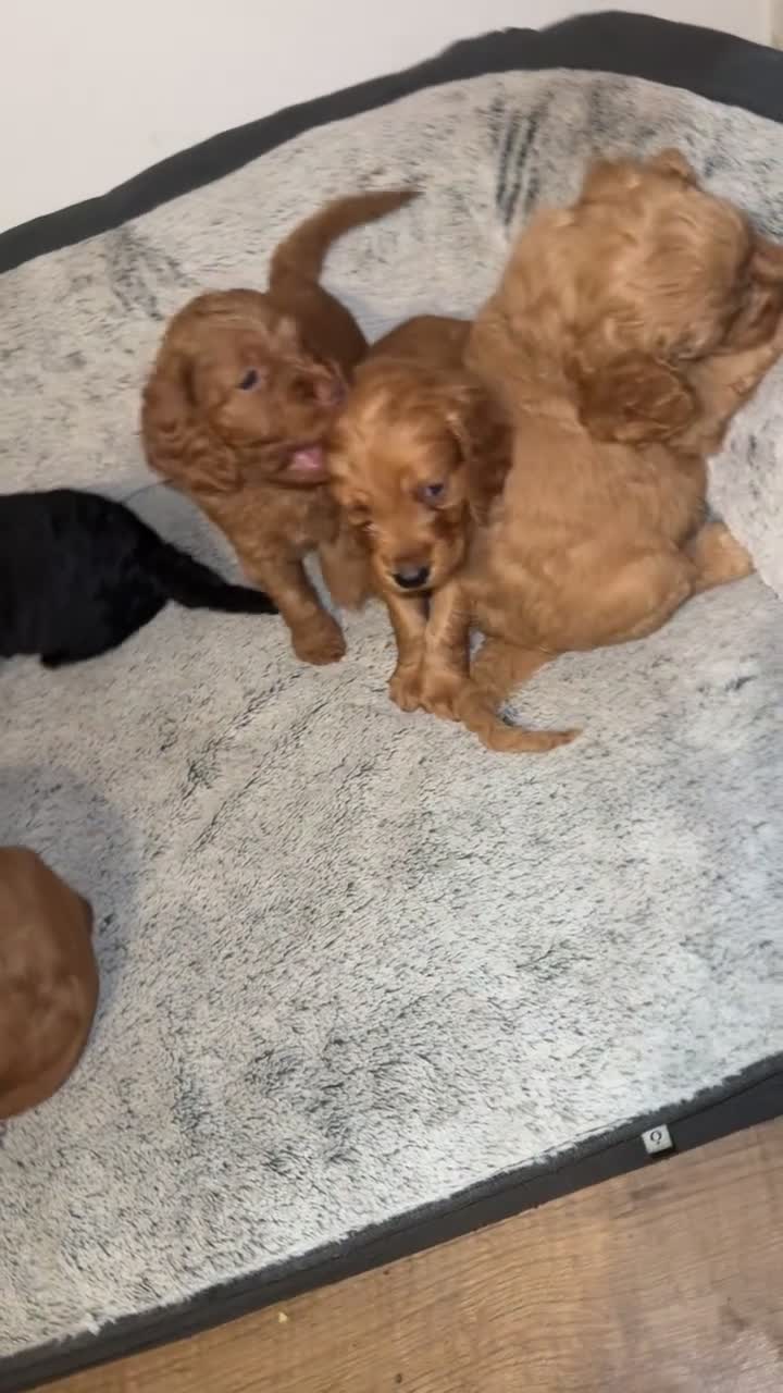 Cockapoo dogs for sale: Stunning F2 cockapoo pups  - Video 3