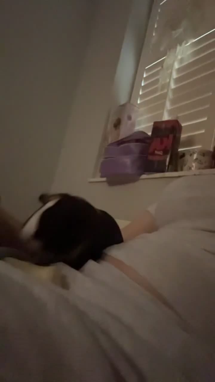 Guinea Pig rodents for sale: piglet and roo in London - Video 2