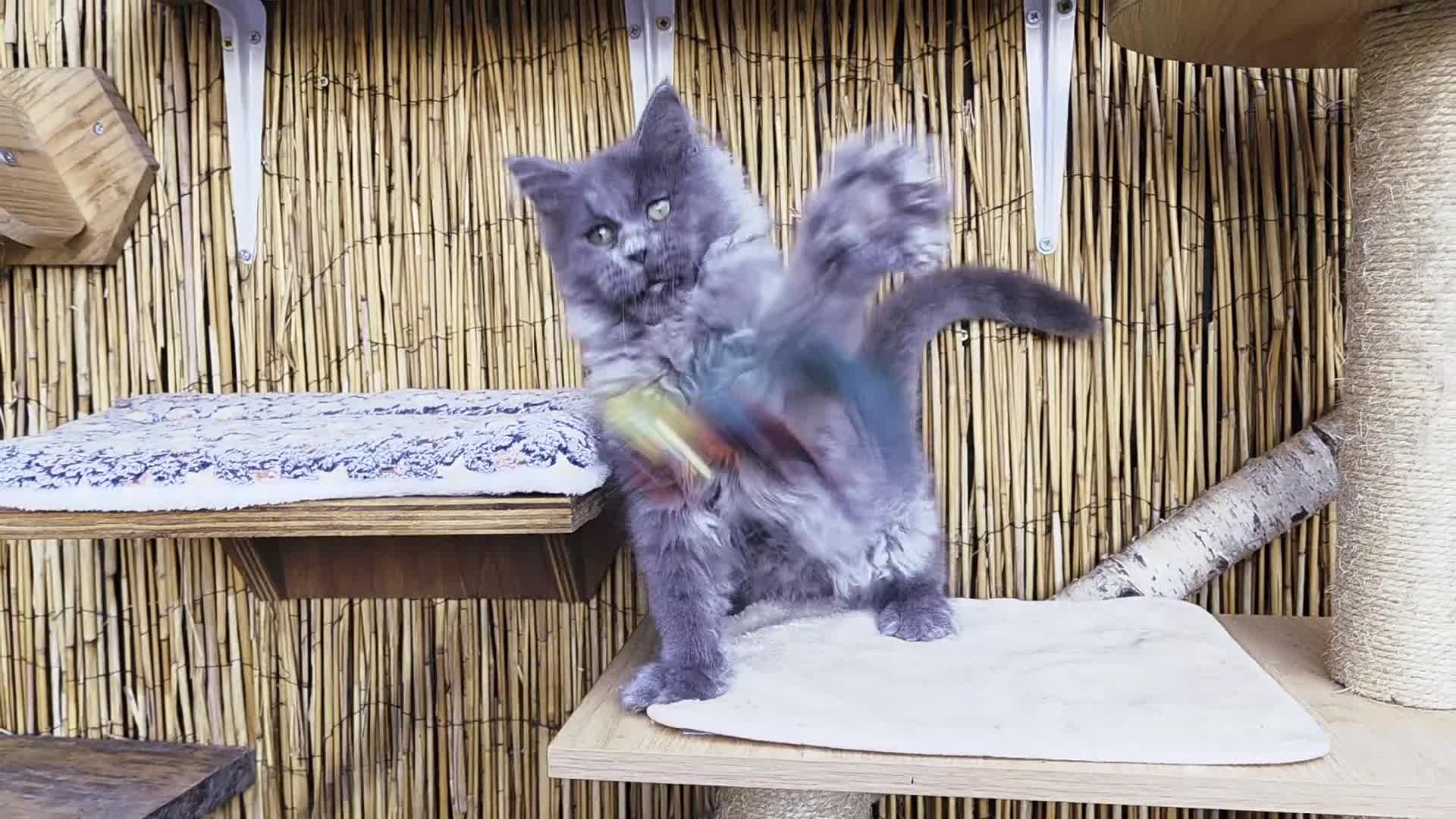 Maine Coon cats for sale: 2 Stunning GCCF Kittens Available.  - Video 1