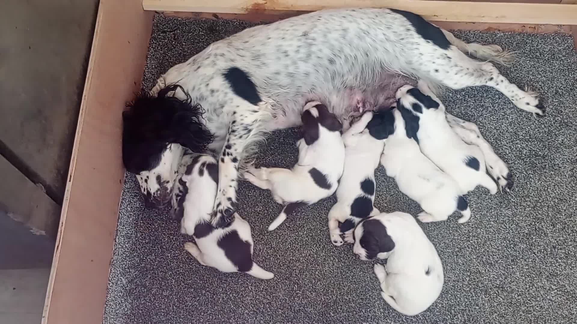 English Springer Spaniel dogs for sale: English springer spaniel pups  - Video 3