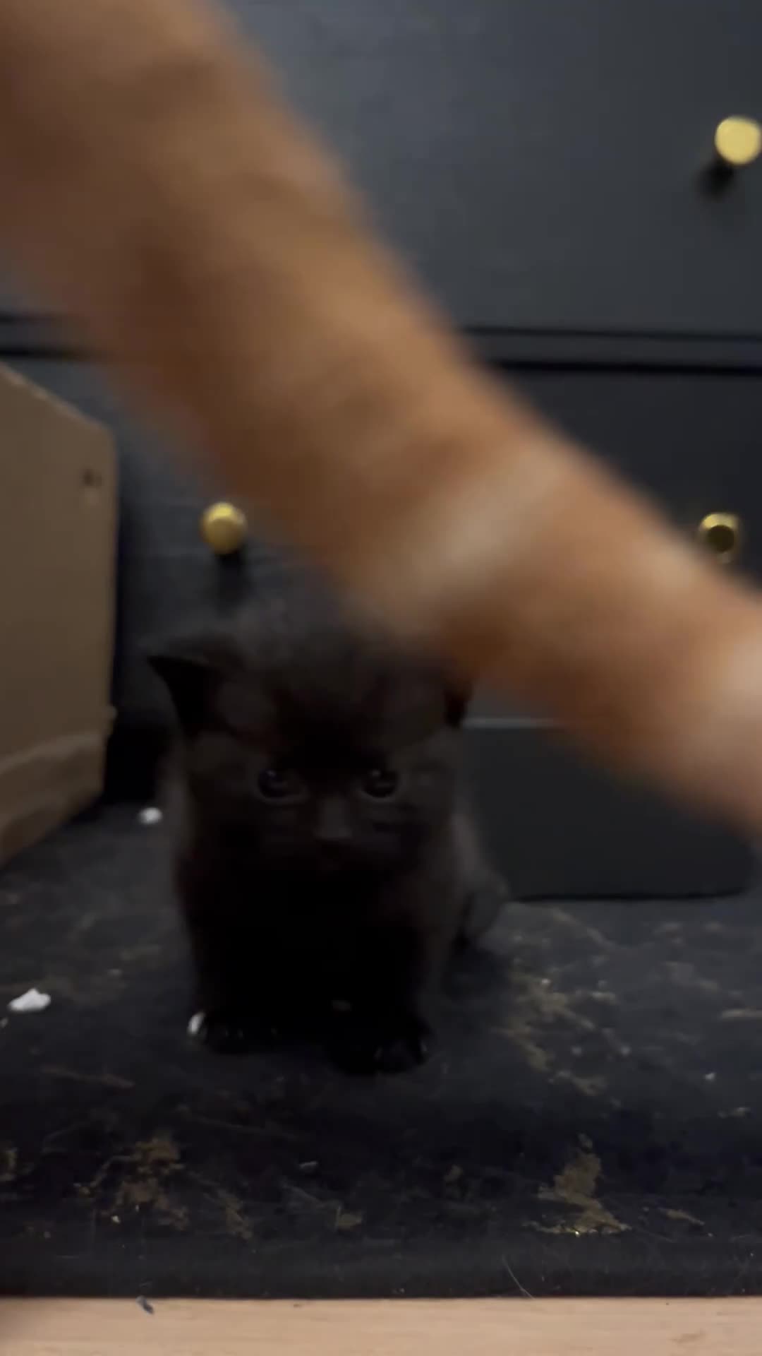 British Shorthair cats for sale: Black short hairs  - Video 2